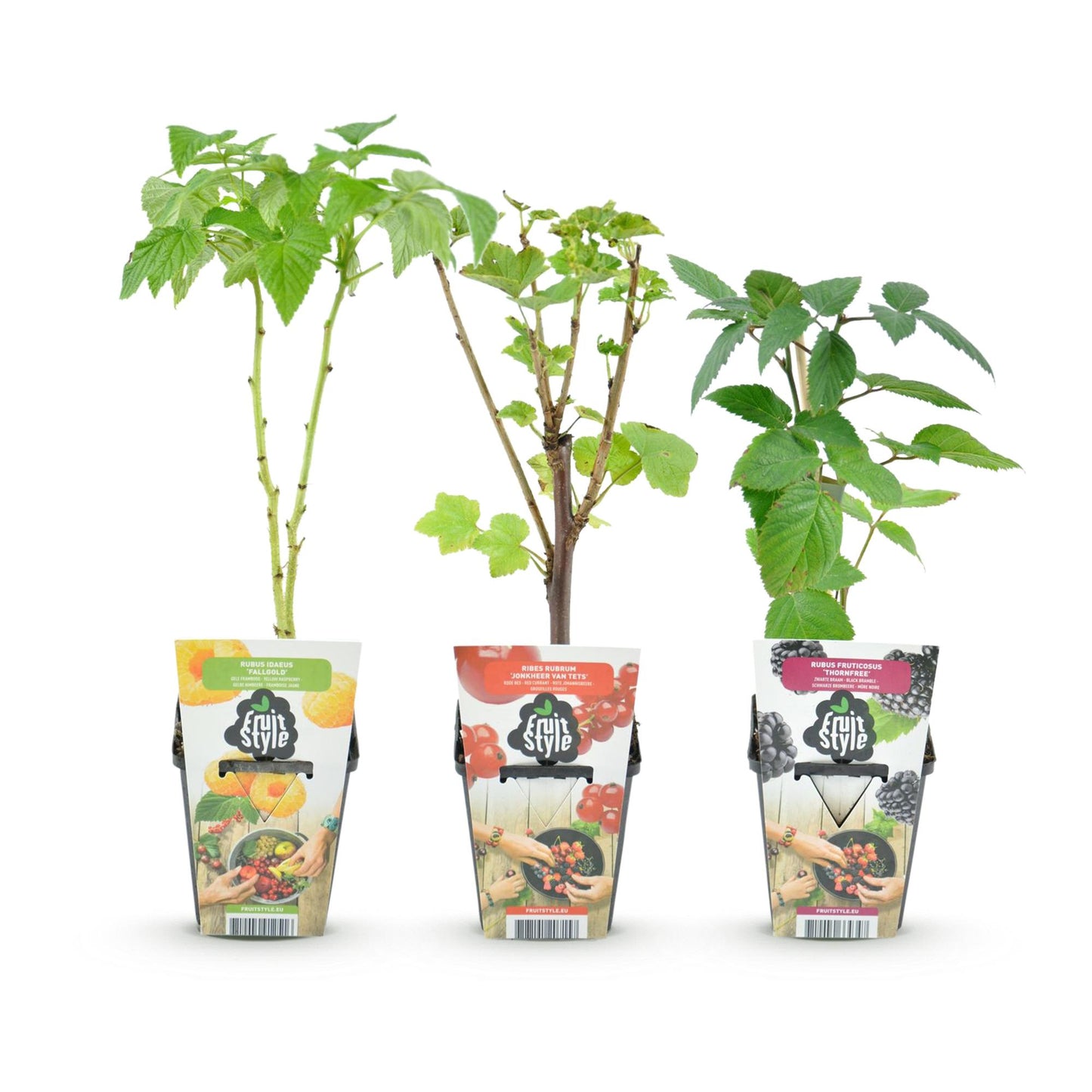 Green boutiQ - Fruitplanten - Tricolour - Rode Bes - Gele Framboos - Zwarte Braam  - Winterhard - 3 Planten - Pot  9cm