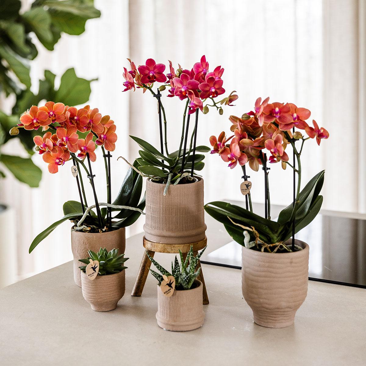 Kolibri-Orchideen | Rote Phalaenopsis-Orchidee, Topfgröße Ø 9 cm | Kongo | Blühende Zimmerpflanze – frisch vom Züchter