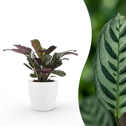 Green boutiQ - Ctenanthe Burle Marxii - Visgraatplant - 1 Plant - met Potter Wit - Pot 12cm - Hoogte - 30cm