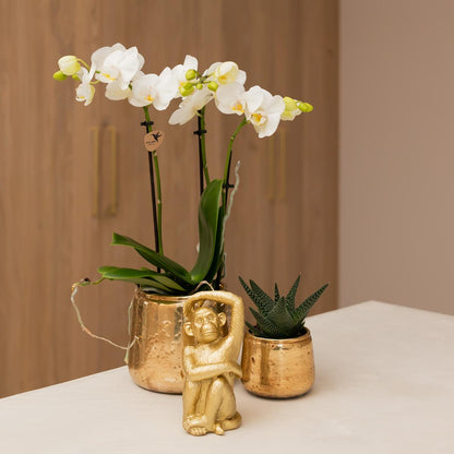 Kolibri Orchideen | Weiße Phalaenopsis-Orchidee – Amabilis + Luxuriöser, dekorativer Topf, Gold – Topfgröße Ø 9 cm – 40 cm hoch | Blühende Zimmerpflanze im Blumentopf – frisch vom Züchter