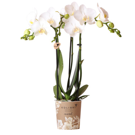 Kolibri Orchids | white Phalaenopsis orchid pot size Ø9cm | Amabilis | flowering houseplant - fresh from the grower
