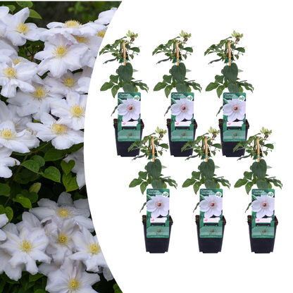 6x Clematis ‘Miss Bateman’ – P9 pot – elegante witte bloeiende klimplant