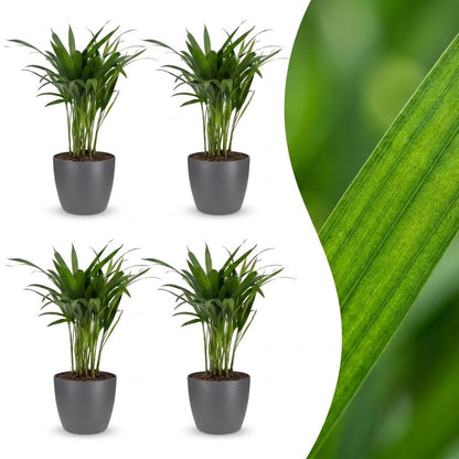 Green boutiQ - Areca Lutescens - Goudpalm - 4 Planten - met Potter Grijs - Pot 12cm - Hoogte - 45cm
