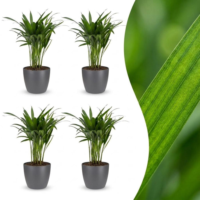 Green boutiQ - Areca Lutescens - Goudpalm - 4 Planten - met Potter Grijs - Pot 12cm - Hoogte - 45cm