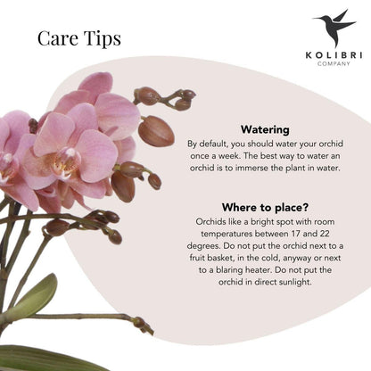 Kolibri Orchids | oudroze Phalaenopsis orchidee - Jewel Treviso - potmaat Ø9cm | bloeiende kamerplant - vers van de kweker