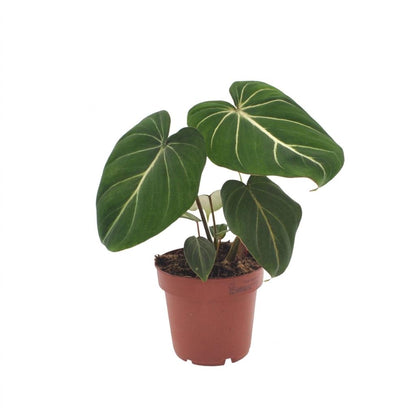 Green boutiQ - Philodendron Gloriosum - Glorie Philodendron - 1 Plant - Pot 12cm - Hoogte - 25cm