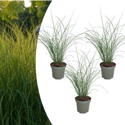 3x Miscanthus sinensis ‘Gracillimus’ – Elegant prachtriet met sierlijk overhangend blad | Potmaat 12 cm