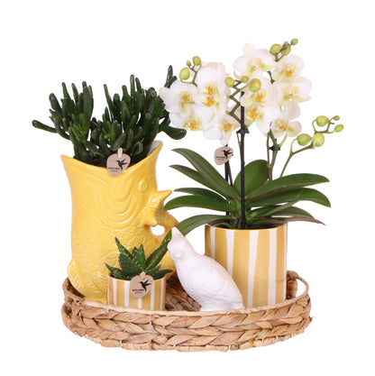Mediterranean Sunset plantenpakket met witte Phalaenopsis en succulenten in keramieken potten op een schikking.