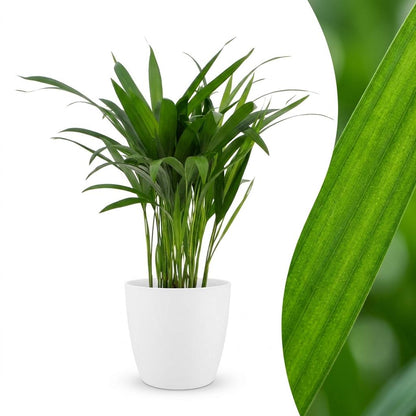 Green boutiQ - Areca Lutescens - Goudpalm - 1 Plant - met Potter Wit - Pot 12cm - Hoogte - 45cm