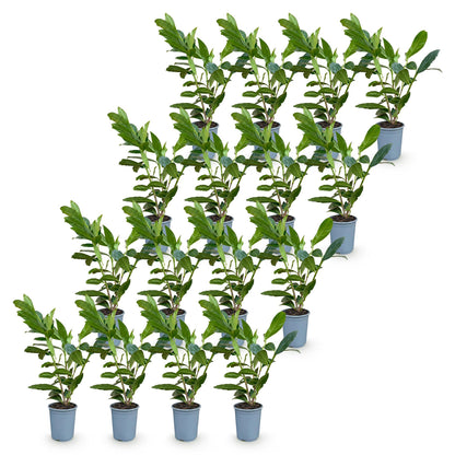 Green boutiQ - 16x Prunus laur. Caucasica - Laurierkers - Haagplanten - Groenblijvend - Groen - Pot 9cm - Hoogte 25-35cm