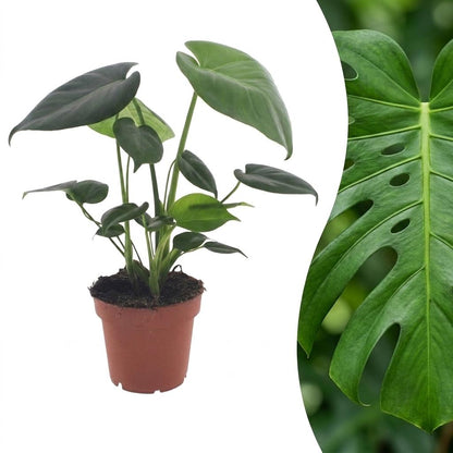 Green boutiQ - Monstera Deliciosa - Gatenplant - 1 Plant - Pot 12cm - Hoogte - 30cm