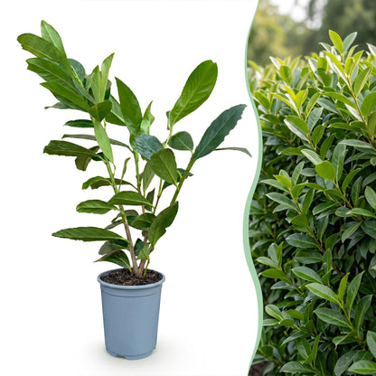 Green boutiQ - 16x Prunus laur. Caucasica - Laurierkers - Haagplanten - Groenblijvend - Groen - Pot 9cm - Hoogte 25-35cm