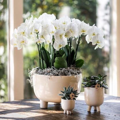 Kolibri Orchids | Red Phalaenopsis orchid – Congo + Gummy pot travertine – pot size Ø9cm | flowering houseplant in a flowerpot - fresh from the grower