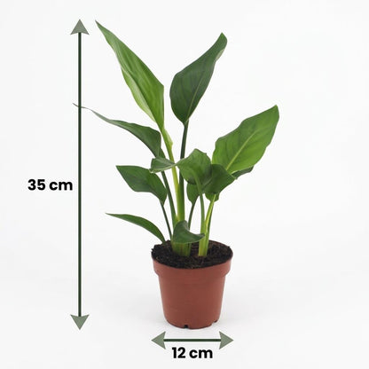 Strelitzia Reginea - Paradijsvogelbloem - 2 Planten - met Mand - Pot 12cm - Hoogte - 35cm