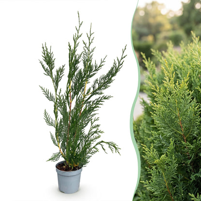 Green boutiQ - 16x Cupressocyparis leylandii 2011 - Leylandii - Haagplanten - Groenblijvend - Groen - Pot 9cm - Hoogte 30-40cm