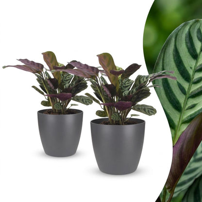 Green boutiQ - Ctenanthe Burle Marxii - Visgraatplant - 2 Planten - met Potter Grijs - Pot 12cm - Hoogte - 30cm