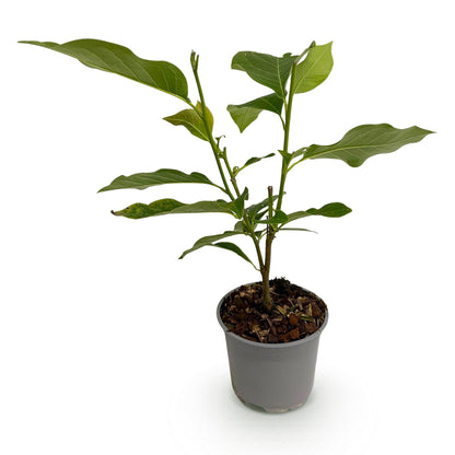 Green boutiQ - Tuinplant - Magnolia stellata - Bloem Wit - 1 Plant - Bladverliezend - Weinig Onderhoud - Pot 12cm Hoogte 30cm