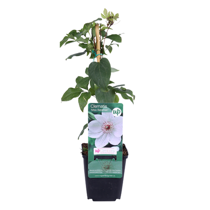 6x Clematis ‘Miss Bateman’ – P9 pot – elegante witte bloeiende klimplant