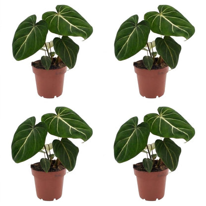 Green boutiQ - Philodendron Gloriosum - Glorie Philodendron - 4 Planten - Pot 12cm - Hoogte - 25cm