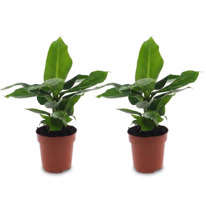 Green boutiQ - Musa Oriental Dwarf - Dwergbanaan - 2 Planten - Pot 12cm - Hoogte - 30cm