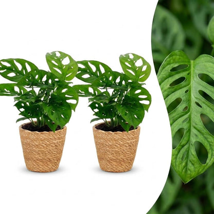 Green boutiQ - Monstera Adansonii - Rhaphidophora Tetrasperma - 2 Planten - met Mand - Pot 12cm - Hoogte - 25cm