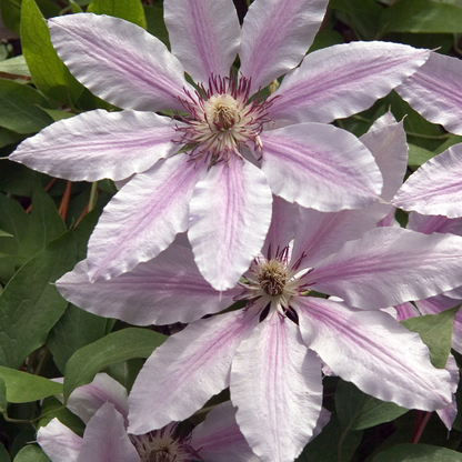 6x Clematis ‘Hagley Hybrid’ – P9 pot – prachtige roze bloeiende klimplant
