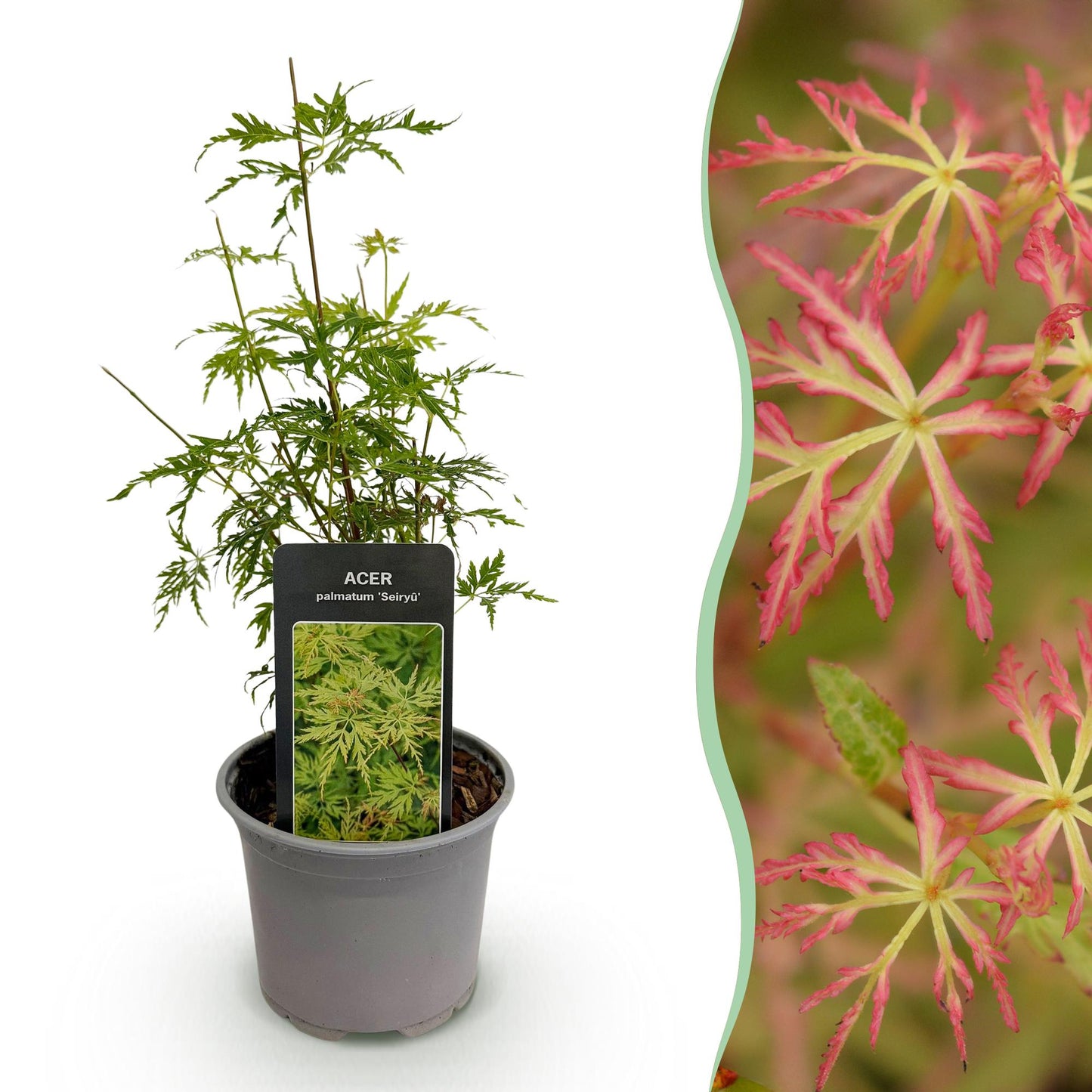 Green boutiQ - Tuinplant - Acer palmatum Seiryu - Groen 1 Plant - Bladverliezend - Weinig Onderhoud  - Pot 12cm Hoogte 35cm