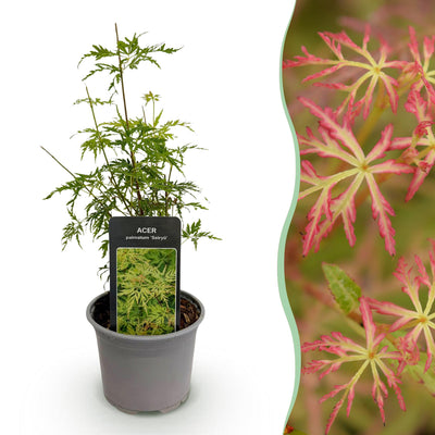 Green boutiQ – Gartenpflanze – Acer palmatum Seiryu – Grün, 1 Pflanze – Laubabwerfend – Pflegeleicht – Topf: 12 cm, Höhe: 35 cm