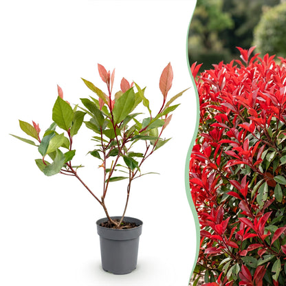 Green boutiQ - 16x Photinia fraseri Little Red Robin - Glansmispel - Haagplanten - Groenblijvend - Rood - Pot 9cm - Hoogte 25-35cm