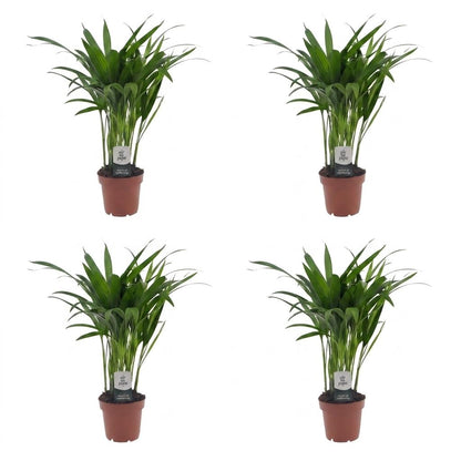 Green boutiQ - Areca Lutescens - Goudpalm - 4 Planten - Pot 12cm - Hoogte - 45cm