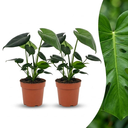 Green boutiQ - Monstera Deliciosa - Gatenplant - 2 Planten - Pot 12cm - Hoogte - 30cm