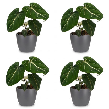 Green boutiQ - Philodendron Gloriosum - Glorie Philodendron - 4 Planten - met Potter Grijs - Pot 12cm - Hoogte - 25cm