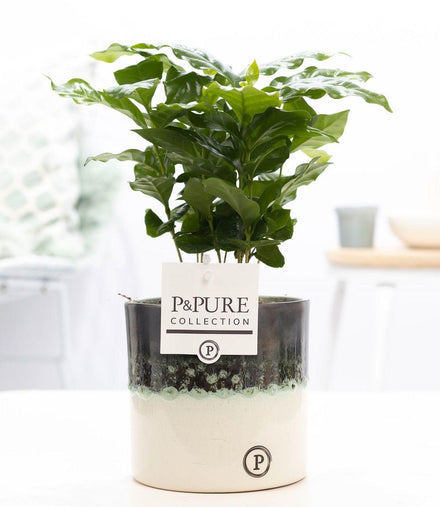 Coffea Arabica In P&PURE Illusion Cer. - Ø12cm - ↕20cm
