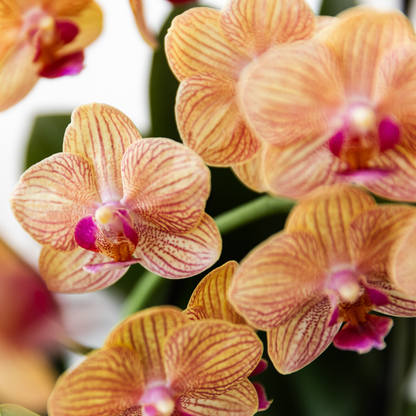 Kolibri Orchids | Orange Phalaenopsis Orchid - Jamaica + Painted Stripe Pot Orange - Pot Size Ø9cm | Flowering Houseplant - Fresh from the Grower