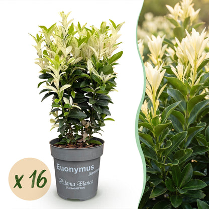 Green boutiQ - 16x Euonymus japonica Paloma Blanca - Kardinaalsmuts - Haagplanten - Groenblijvend - Groen - Wit - Pot 9cm - Hoogte 20-30cm