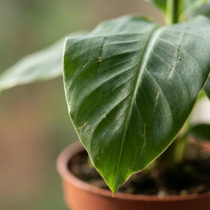 Green boutiQ - Musa Oriental Dwarf - Dwergbanaan - 2 Planten - Pot 12cm - Hoogte - 30cm