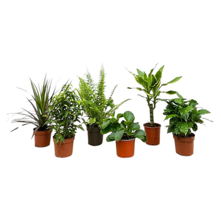 Surprise box - 6 plants - 20-40 cm - Ø12
