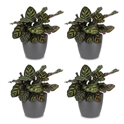 Calathea Makoyana - Pauwenplant - 4 Planten - met Potter Grijs - Pot 12cm - Hoogte - 25cm