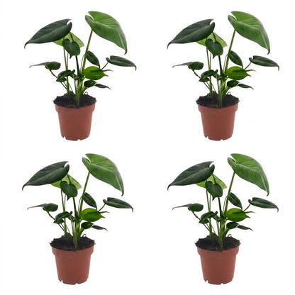 Green boutiQ - Monstera Deliciosa - Gatenplant - 4 Planten - Pot 12cm - Hoogte - 30cm