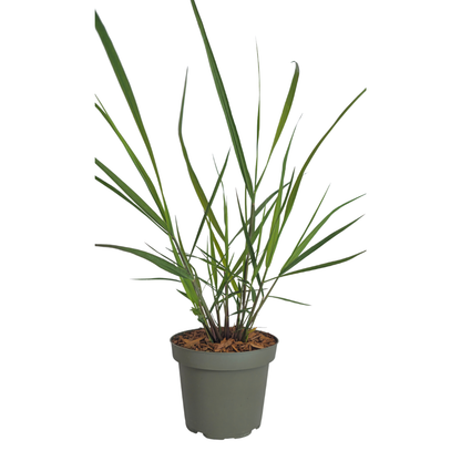 6x Panicum virgatum ‘Rotstrahlbusch’ – Siergras met warme herfstkleuren | Potmaat 12 cm