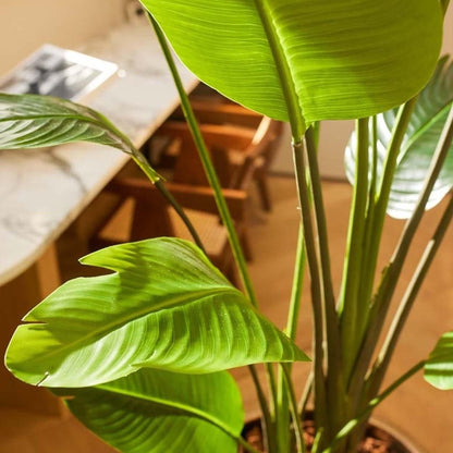 Strelitzia nicolai - 180 cm - In zwarte pot - Kunstplant - ARTIFICIAL