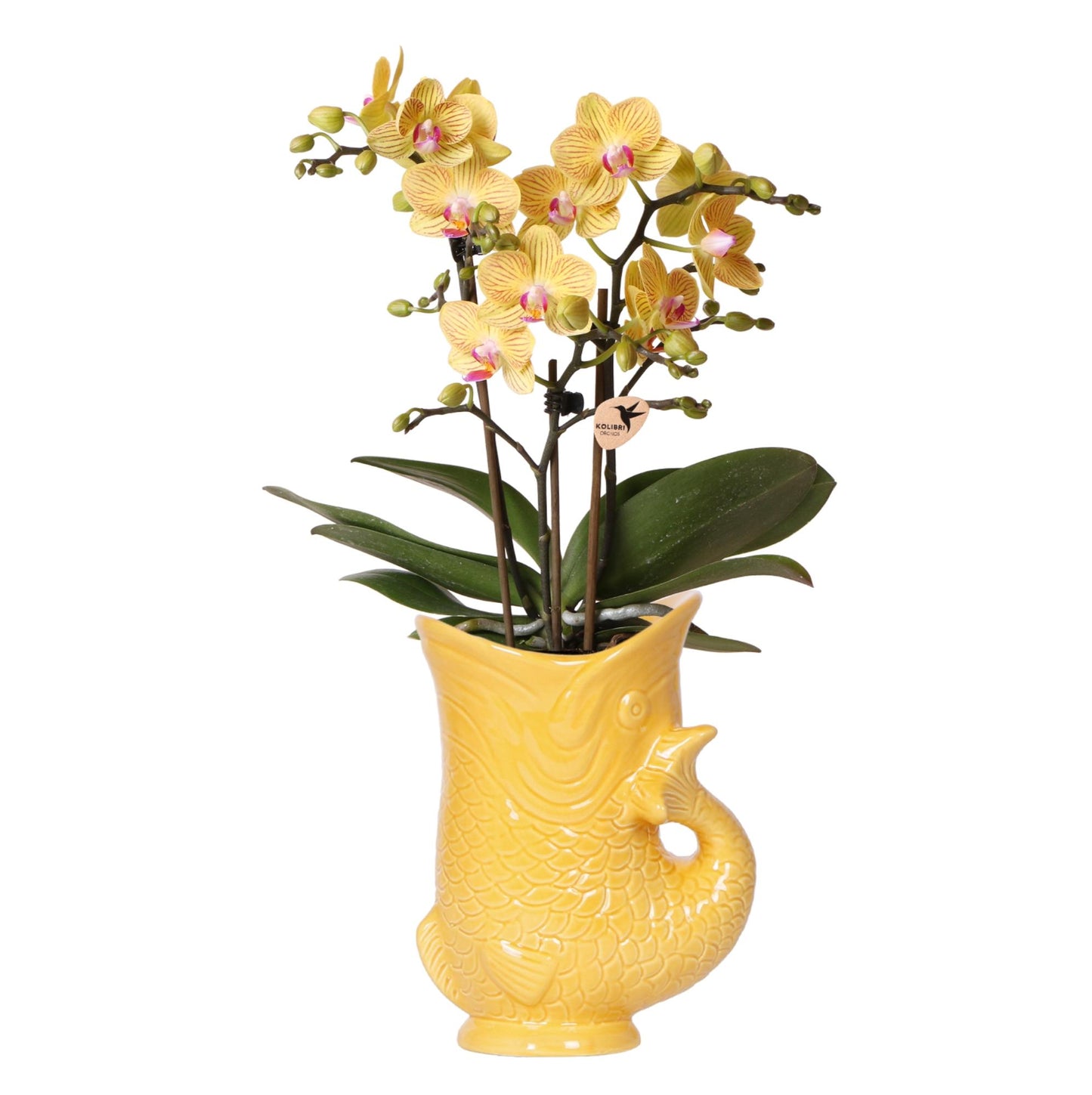 Kolibri-Orchideen | Gelbe Orchidee Lima + Fisch im dekorativen Topf – Topfgröße Ø 9 cm | Blühende Zimmerpflanze – frisch vom Züchter