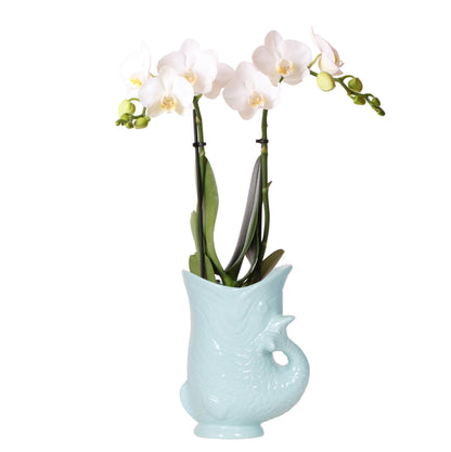 Kolibri-Orchideen | Weiße Phalaenopsis-Orchidee (Amabilis) + Türkisfarbener Fischtopf (Ø 9 cm) | Blühende Zimmerpflanze – frisch vom Züchter