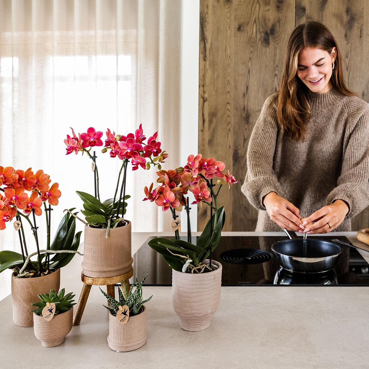 Kolibri-Orchideen | Rote Phalaenopsis-Orchidee, Topfgröße Ø 9 cm | Kongo | Blühende Zimmerpflanze – frisch vom Züchter
