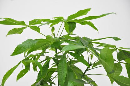 Pachira Aquatica - 100cm - ø21cm