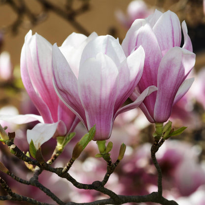 Green boutiQ - Tuinplant - Magnolia soulangeana - Bloem Roze - 1 Plant - Bladverliezend - Weinig Onderhoud - Pot 12cm Hoogte 30cm