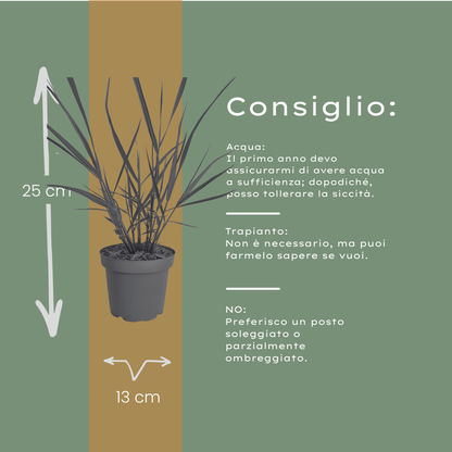 6x Panicum virgatum ‘Rotstrahlbusch’ – Siergras met warme herfstkleuren | Potmaat 12 cm