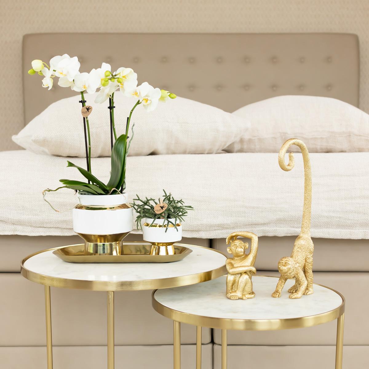 Kolibri Orchids | White Phalaenopsis orchid – Amabilis + Le Chic decorative pot gold – pot size Ø9cm – 40cm high | flowering houseplant in a flowerpot - fresh from the grower