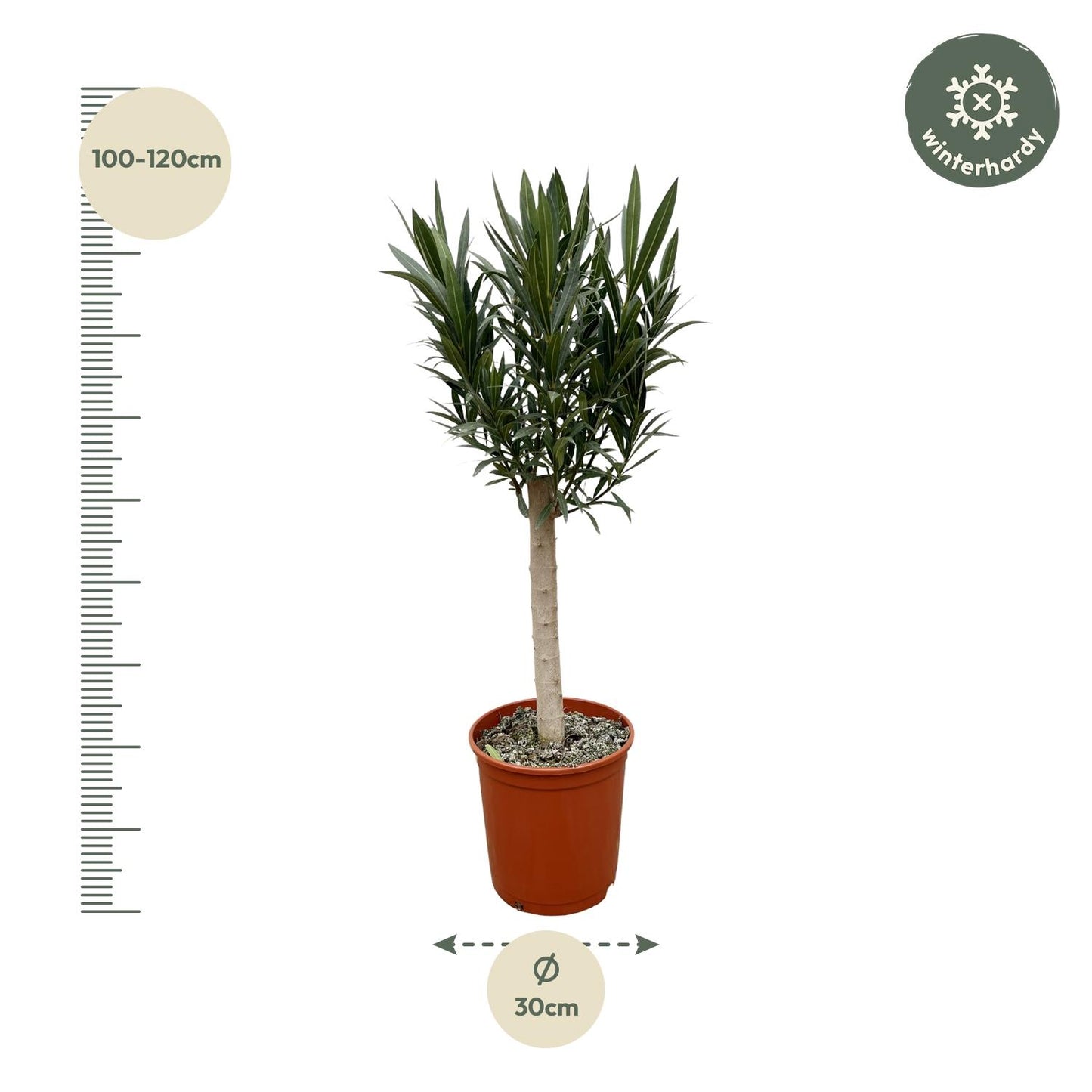 Nerium Oleander on stem with white flower - 110cm - Ø22