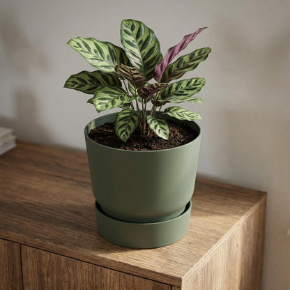 Elho greenville round leaf green - D25cm